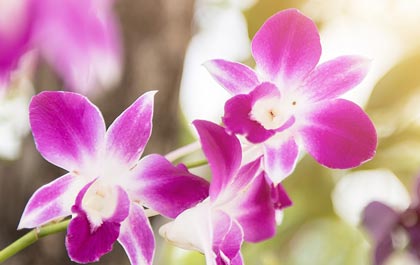 Maître Guérisseur Reiki à Toulouse : Tarifs