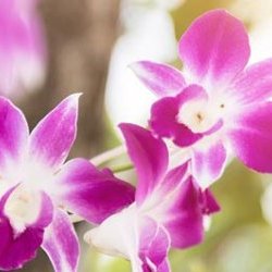 Maître Guérisseur Reiki à Toulouse : Tarifs